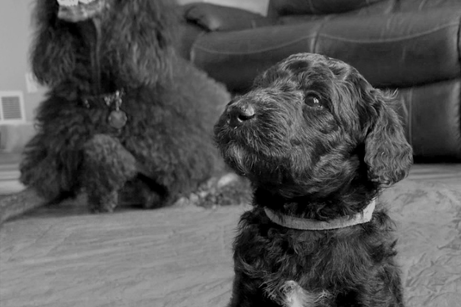 Greyscale picture of a poodle pup looking up with mother in the background