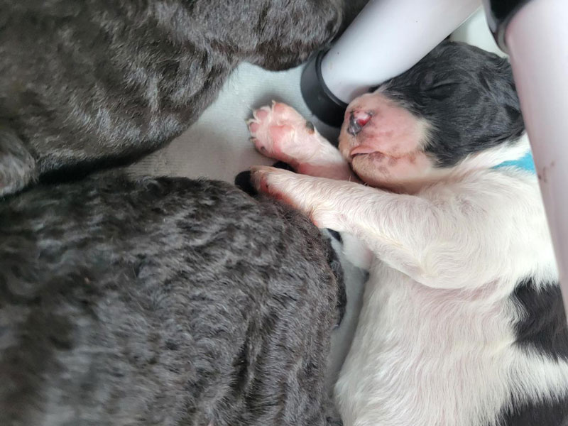 Two black and white spotted pups nursing